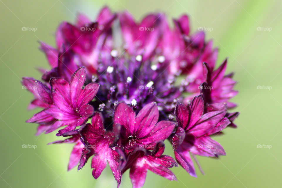 Cornflower, field flower, meadow flower, flower