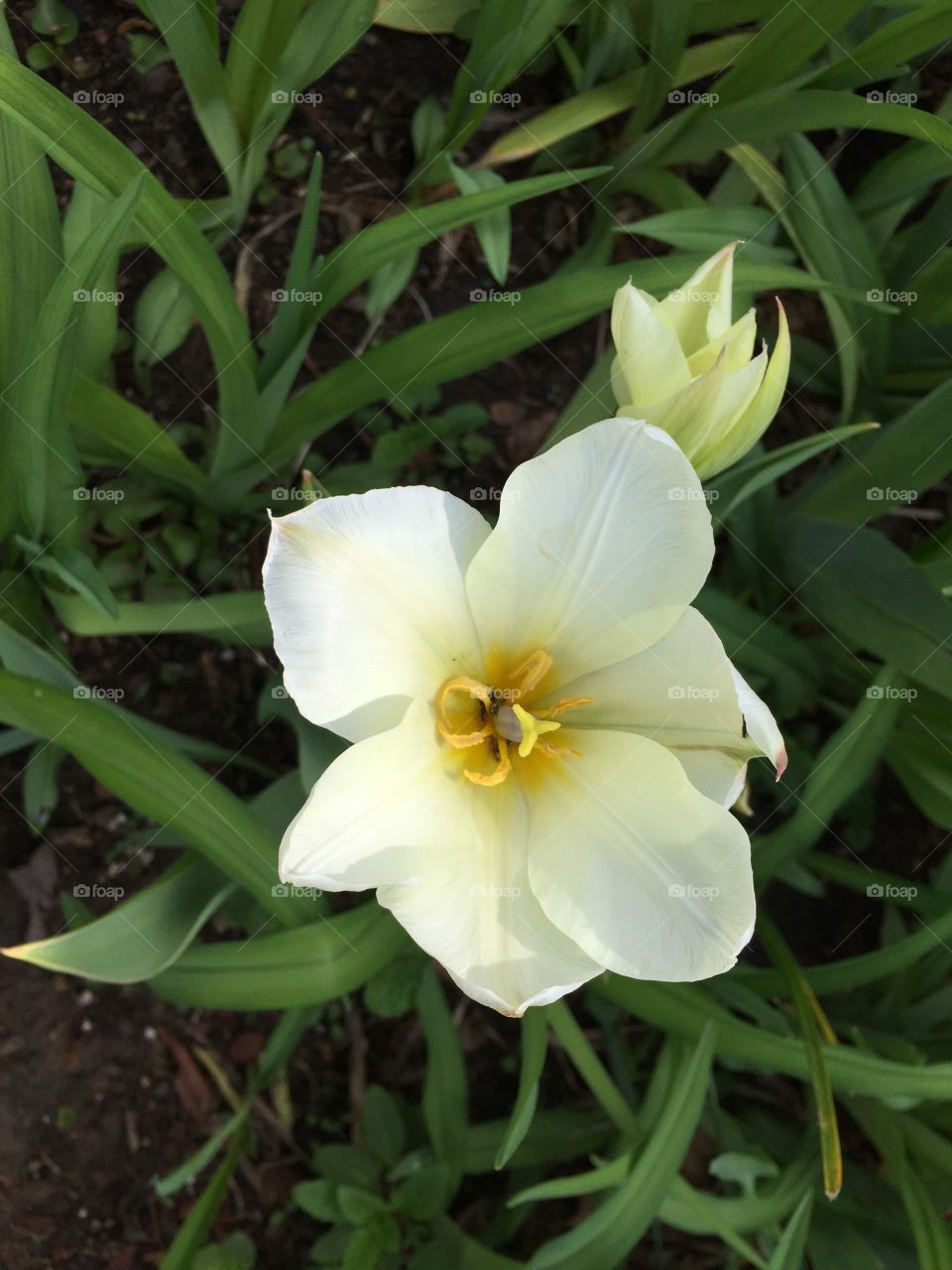 A white tulip in my garden.