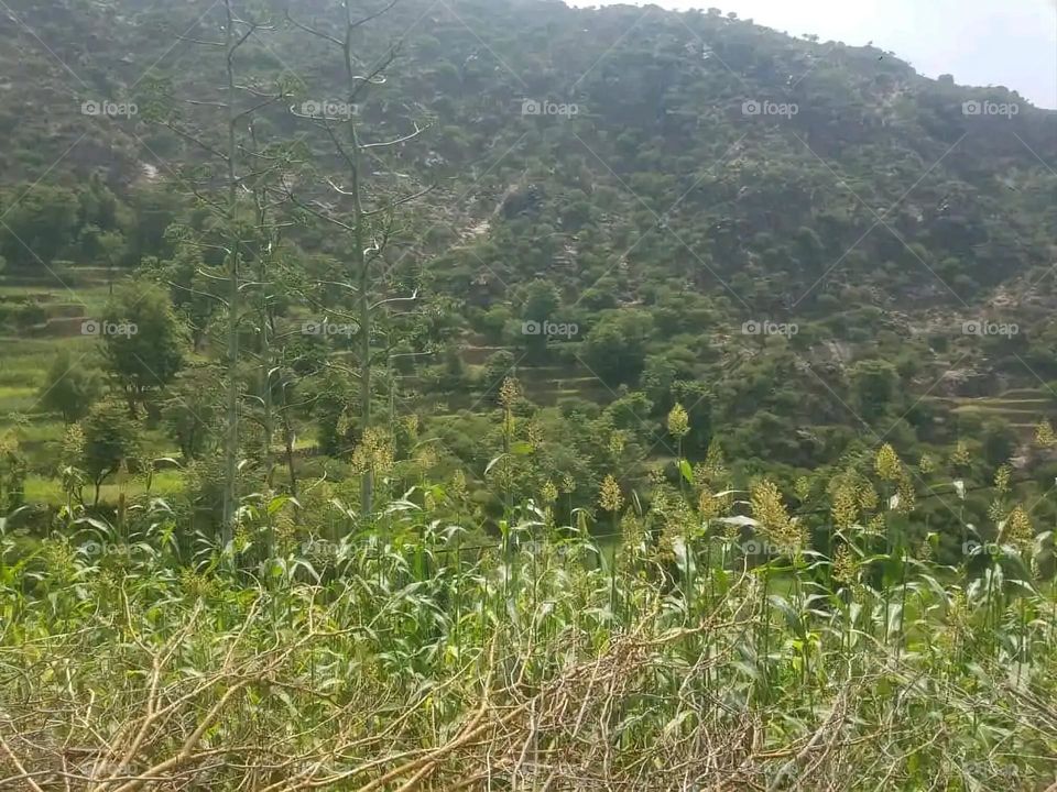 Glory be to God, the magnificent and picturesque view and the natural green trees are a view that is nothing more wonderful than it