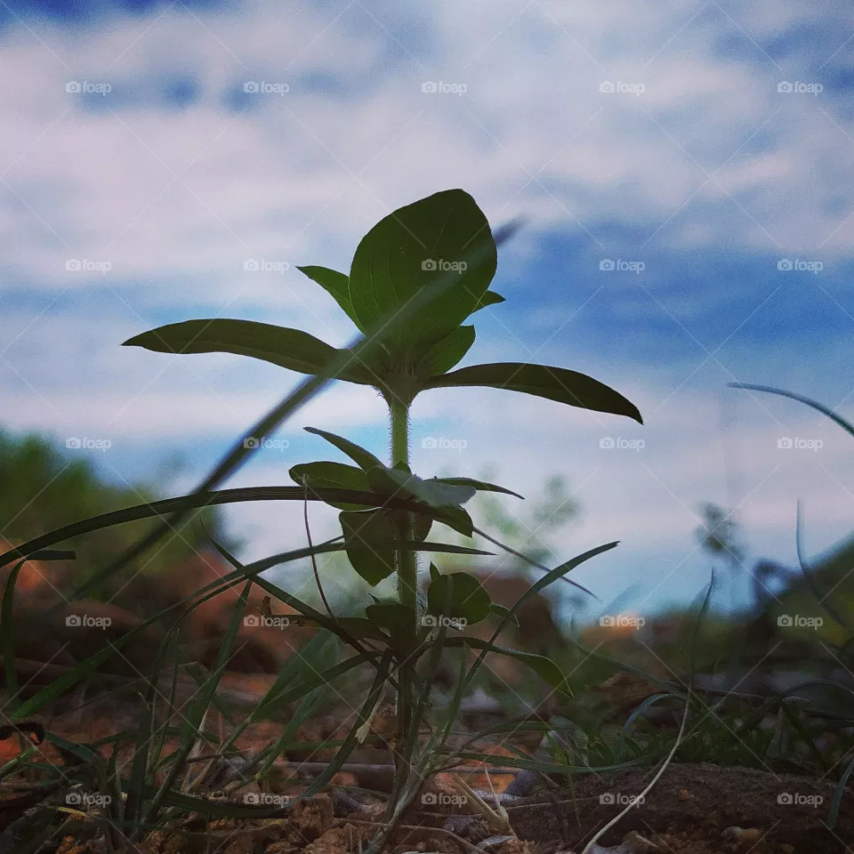 grass ....😍✨