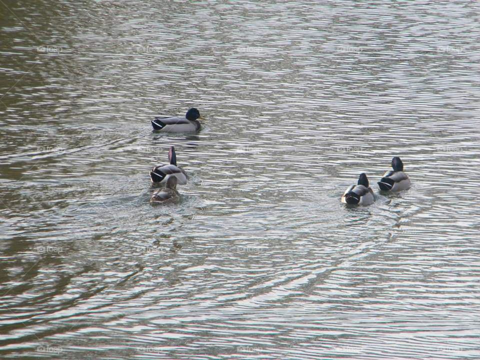 Ducks on the lake