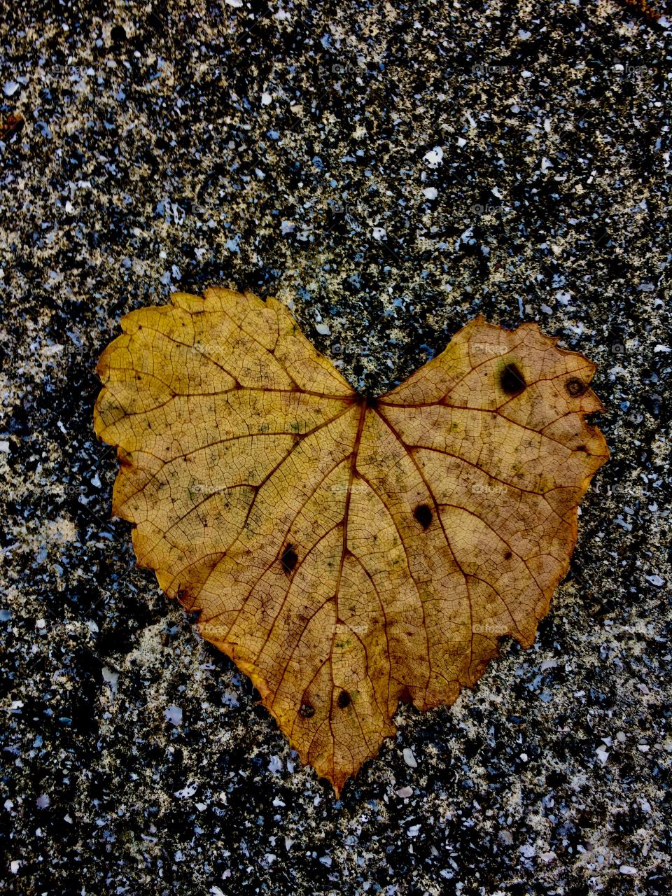Leaf of love 