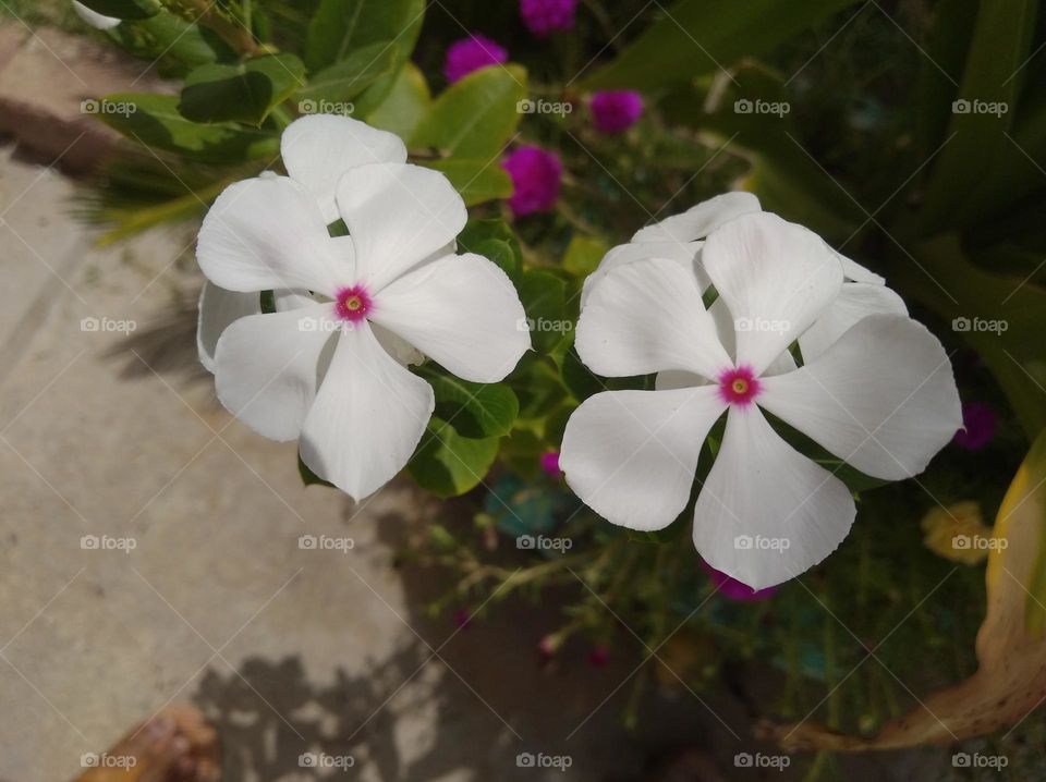 periwinkle white flower seasonal fresh looks very beautiful generally found everywhere seasonal
