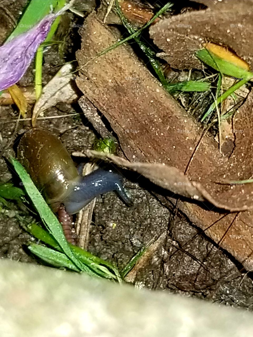 Bug nightlife snail