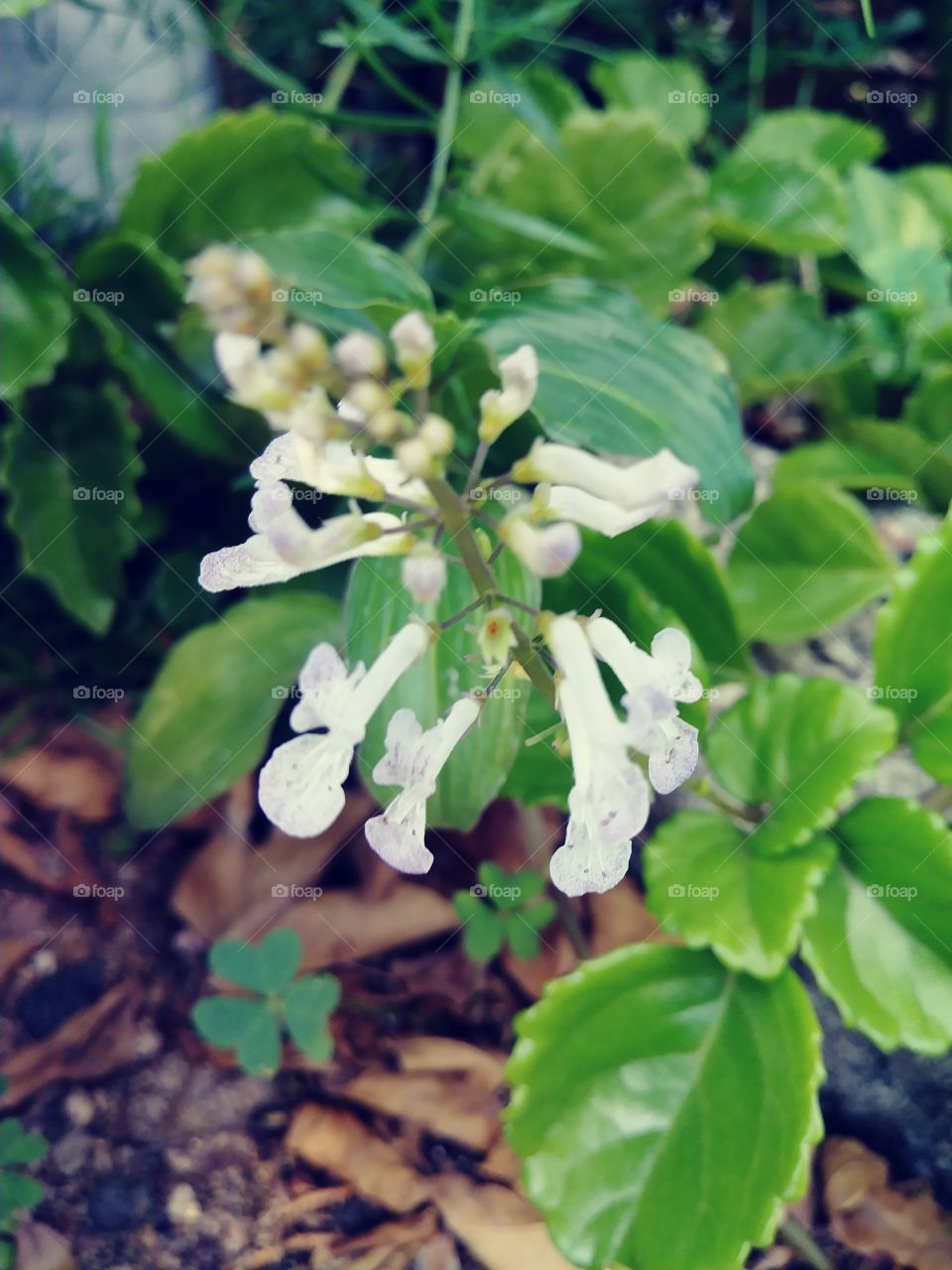 flowers in the garden