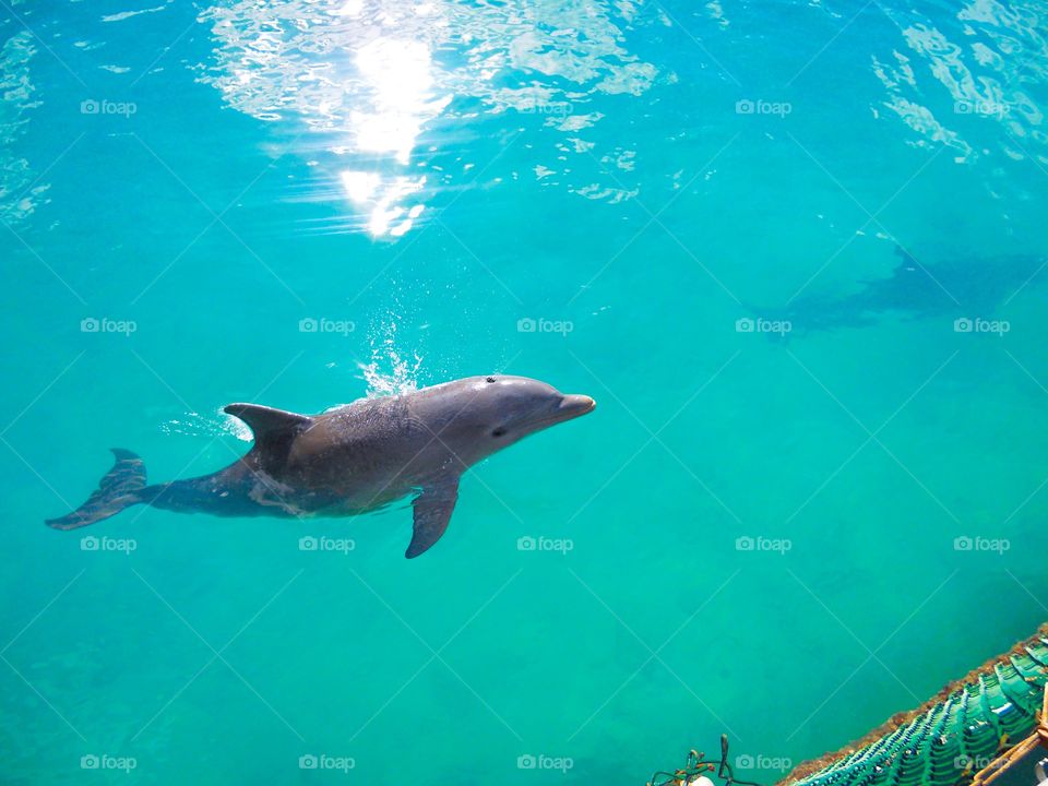 Dolphin in water