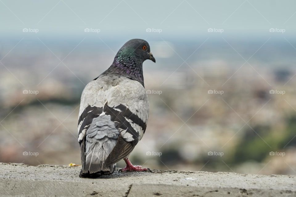 Pigeon looking at the City of Barcelona from Guinardó’s Hill