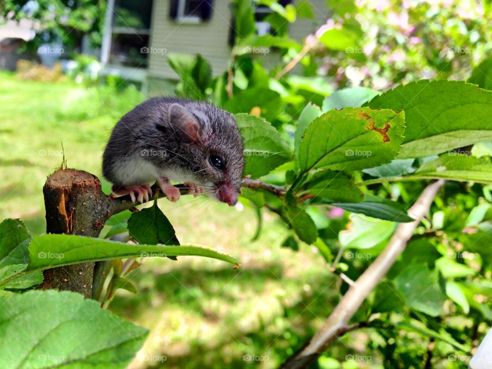 Mouse sitting on plant.