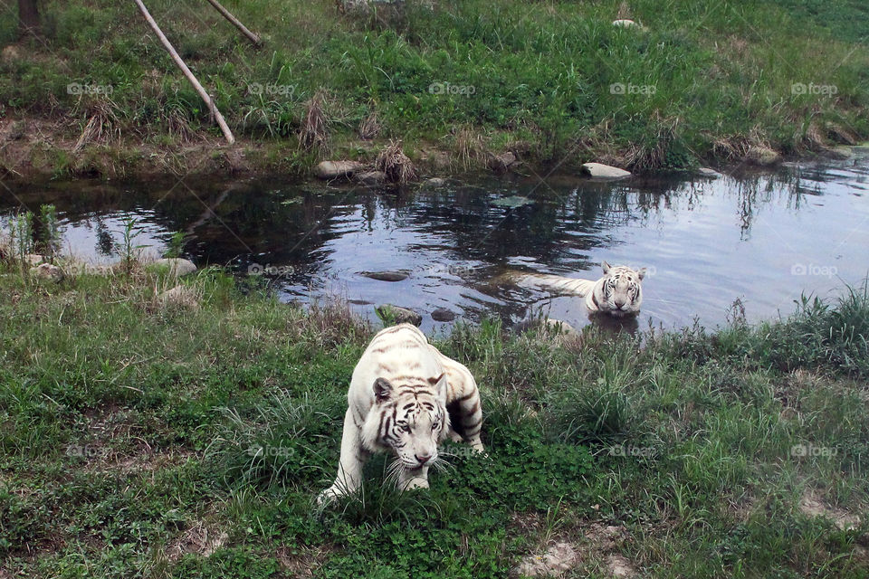 White tiger getting up. A white tiger getting up from where he was resting. wild animal zoo china