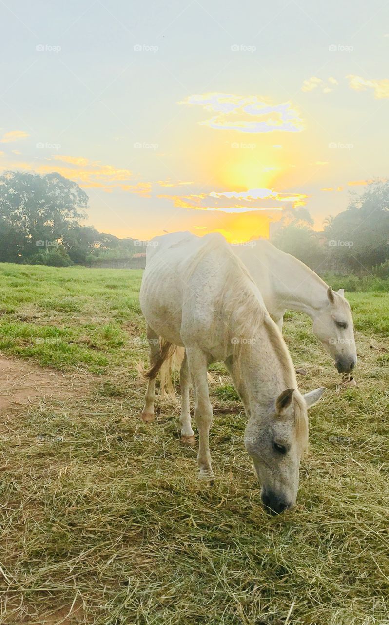 🐎 HORSE - 🇧🇷 O lindo entardecer com os cavalos no pasto. Esta aqui é uma das minhas fotografias preferidas! / 🇺🇸 The beautiful sunset with the horses in the pasture. This is one of my favorite photos!