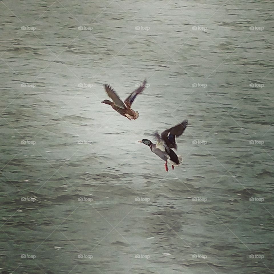 ducks in flight