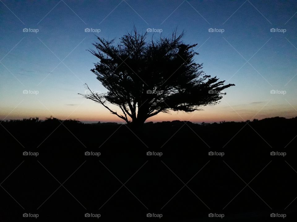 silhouette of tree at dawn
