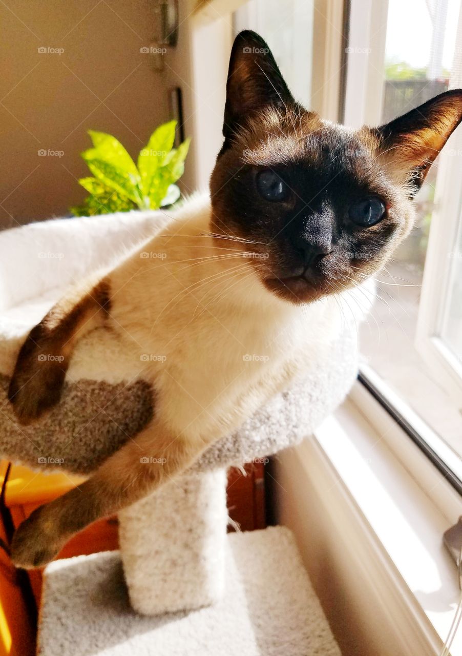 Siamese cat lounging by window