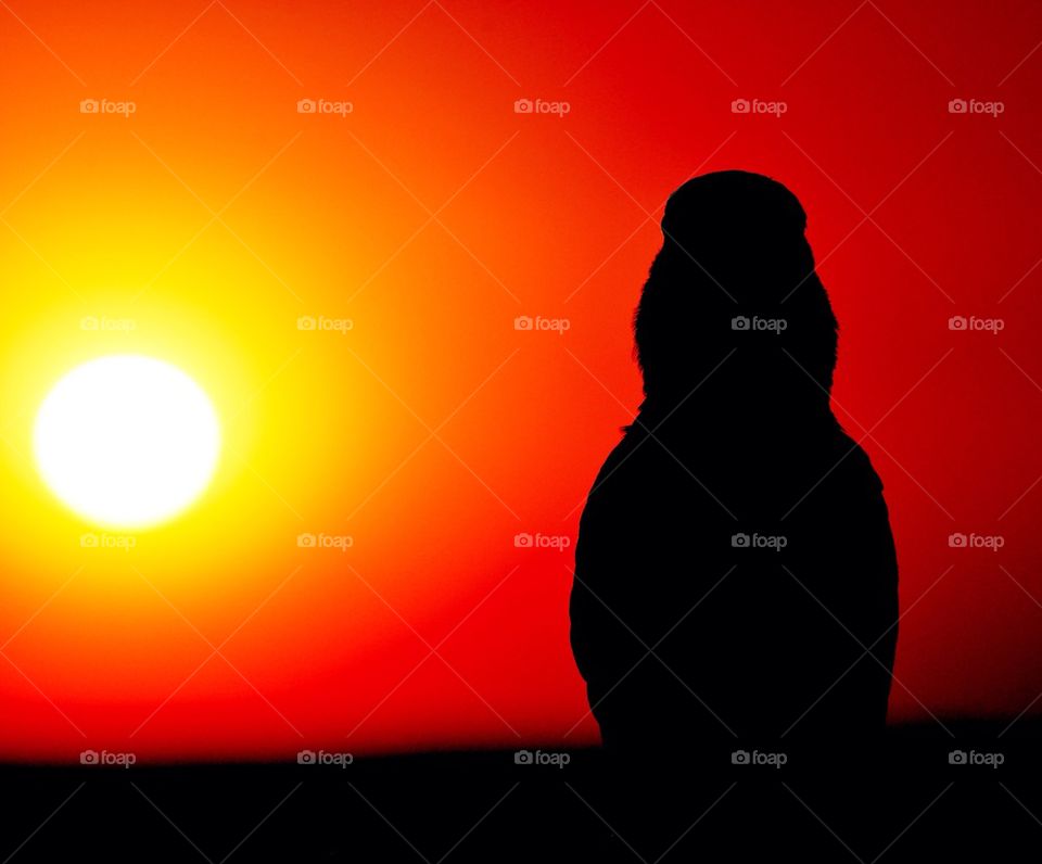 A bird and a giant helium filled star