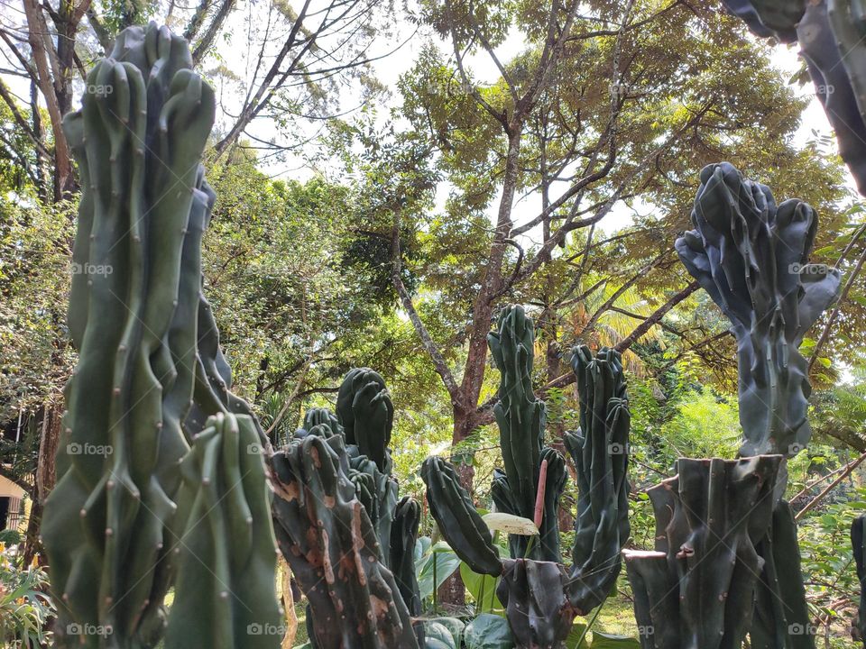 Cactus Garden