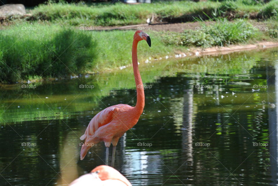 Flamingo