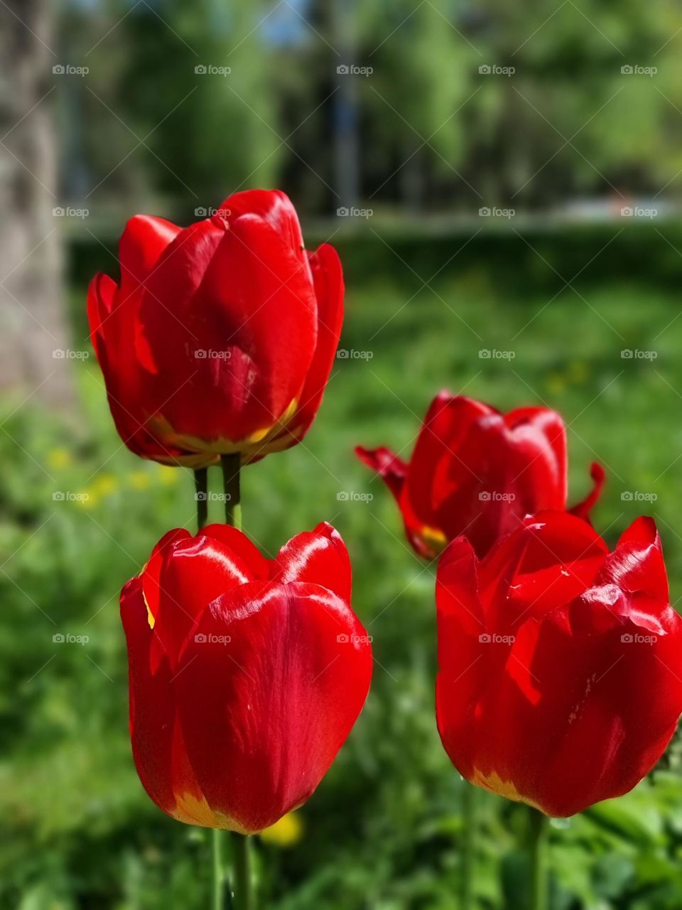 Beautiful Red Tulips