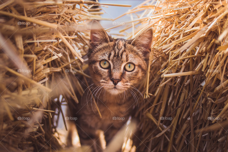 A kitten emerges from hay on a small farm