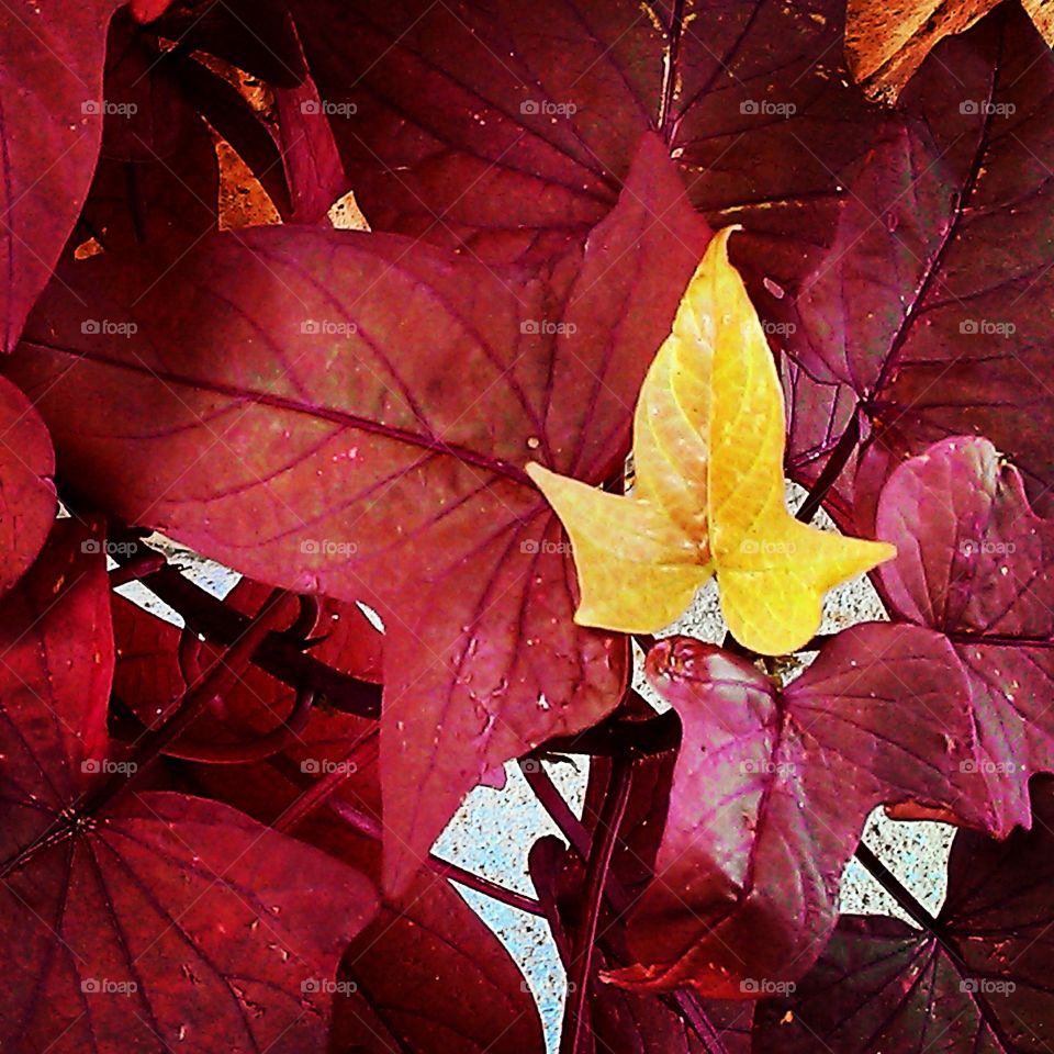 stand out. only one leaf had changed color