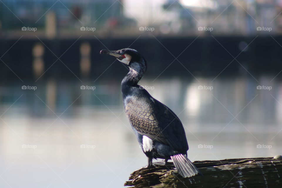Cormorant