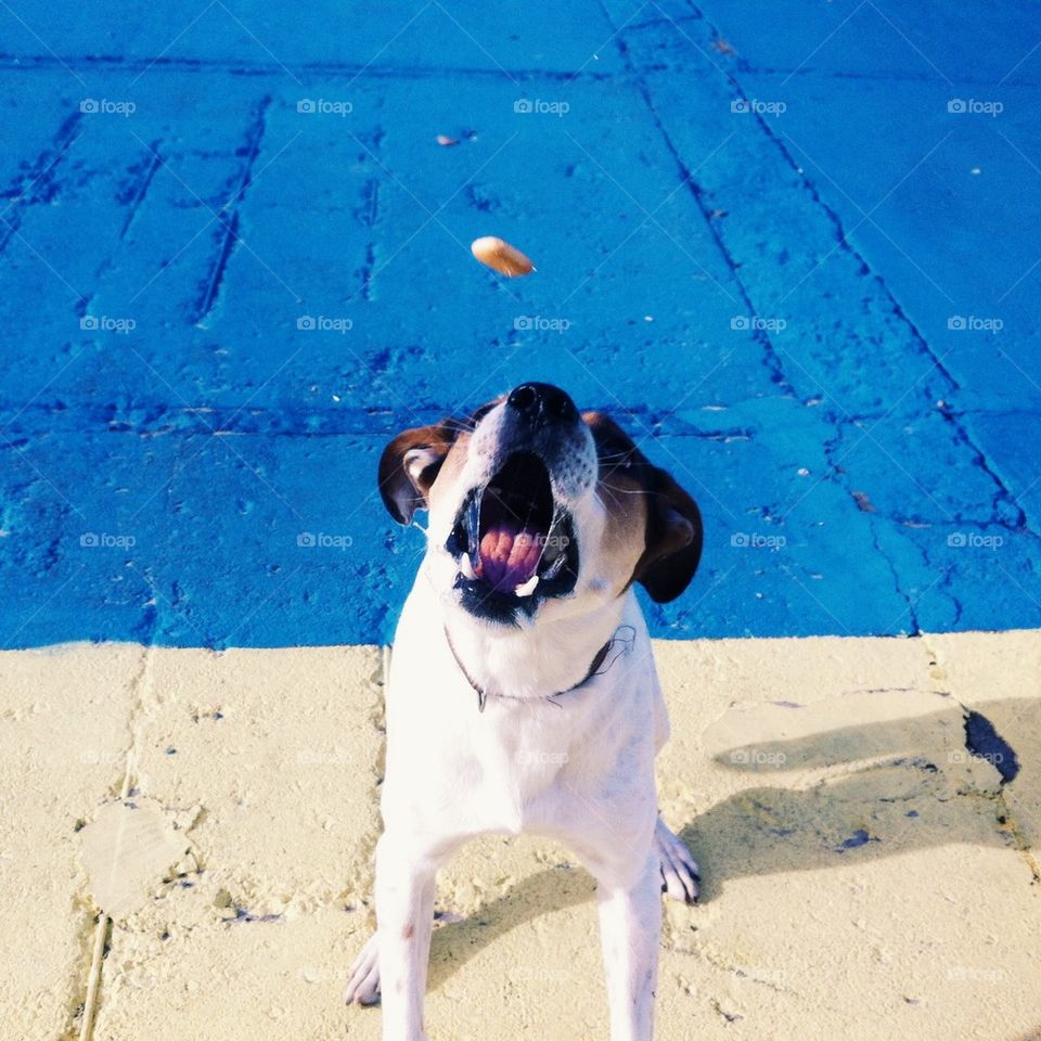 Cute Dog playing with a cake