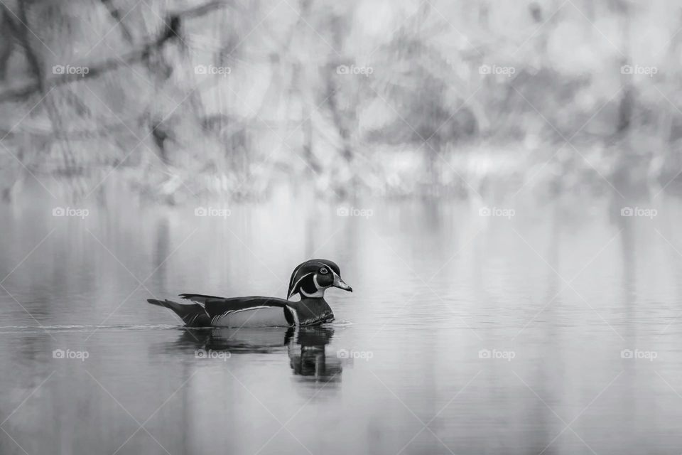 A male Wood Duck gliding peacefully on the water. Raleigh, North Carolina. 