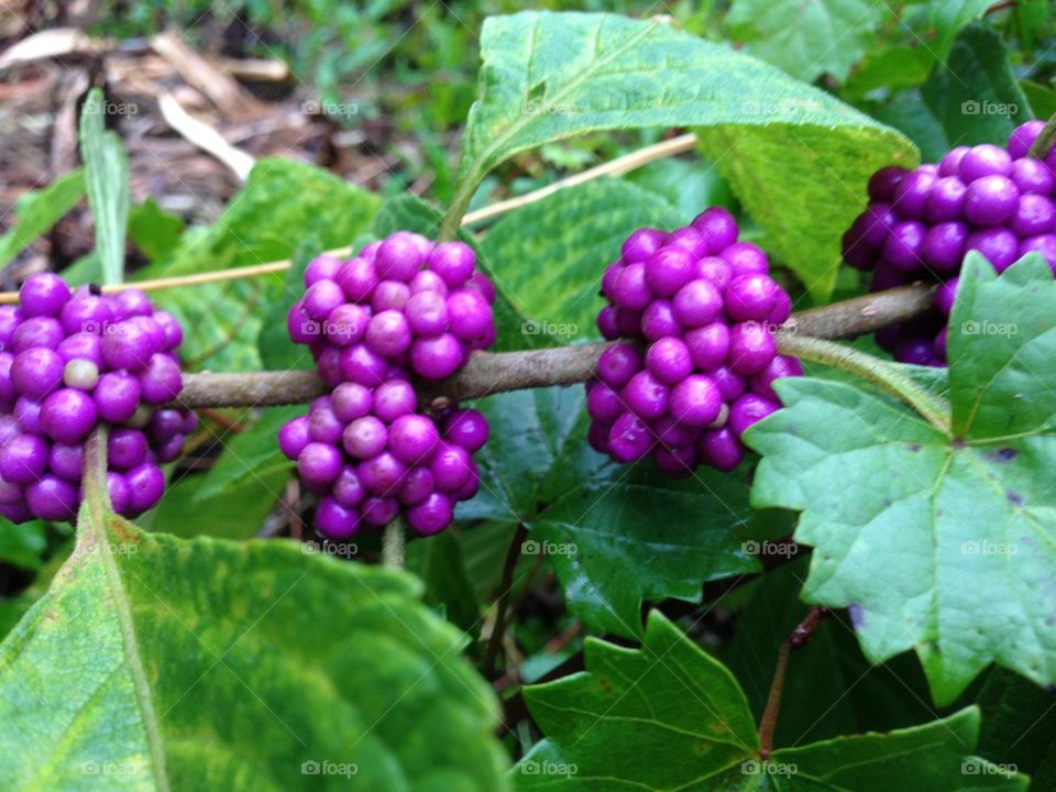 Beauty berry