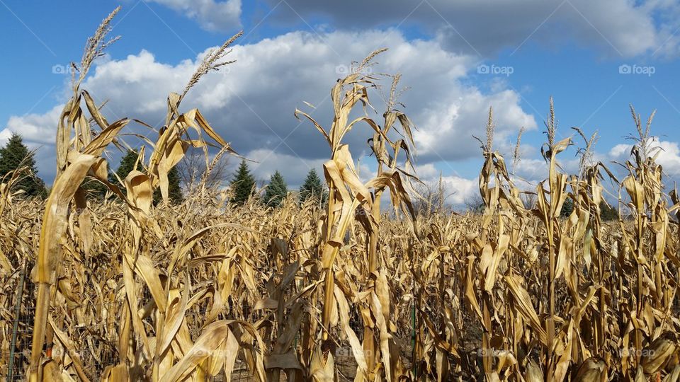 Cornfield in Fall