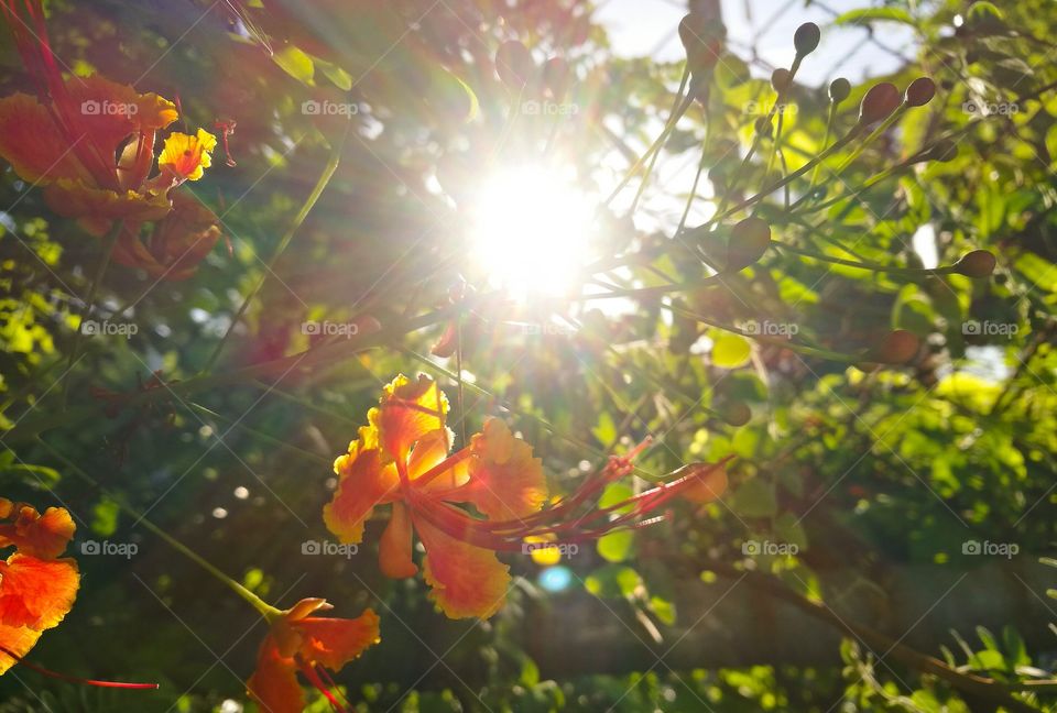 Autumn flowers