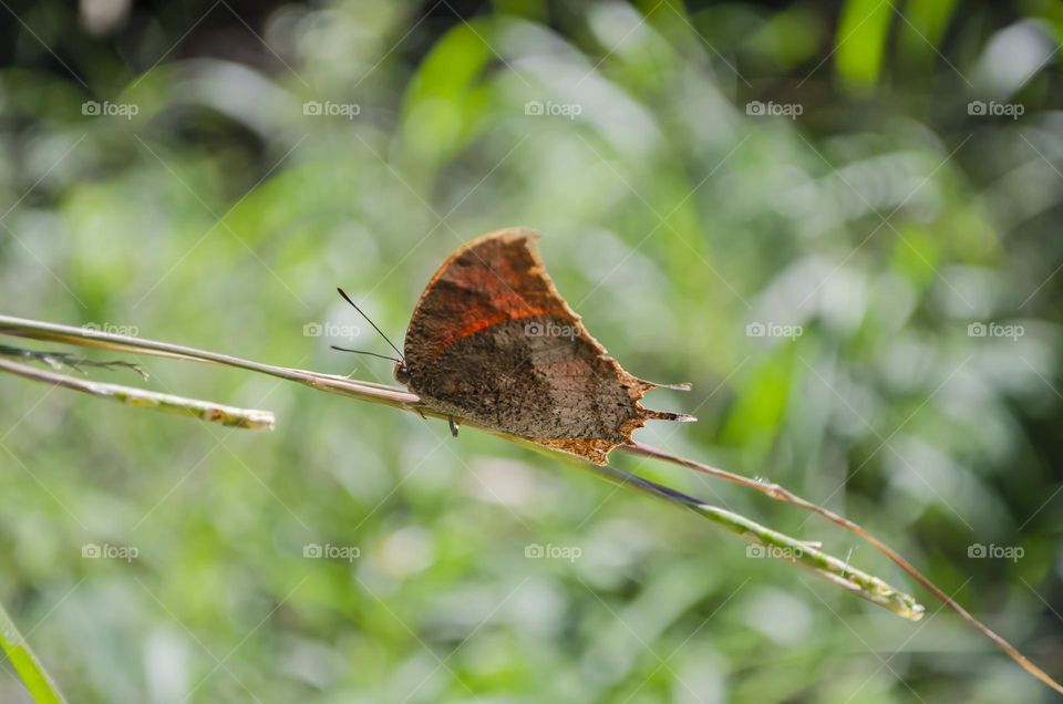 Butterfly On Grass Stem