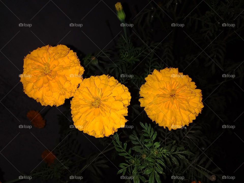 3 marigold flower in the garden