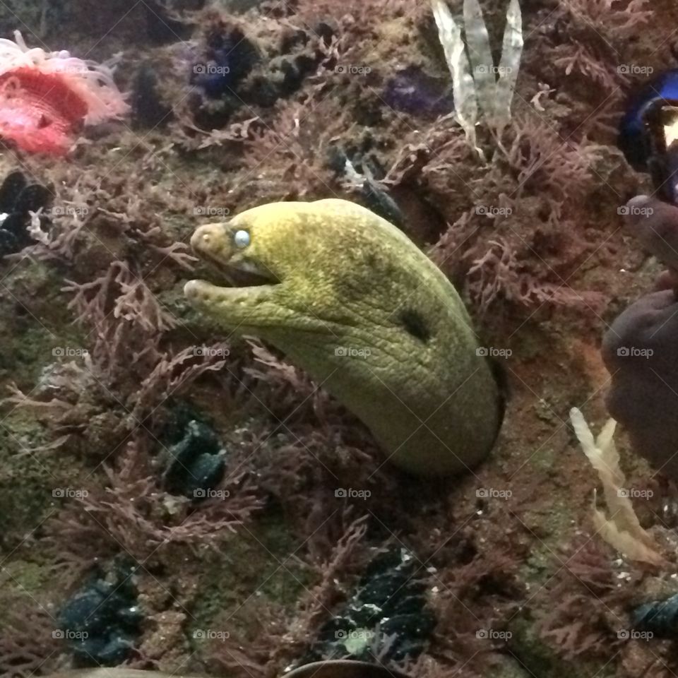 Sea creature