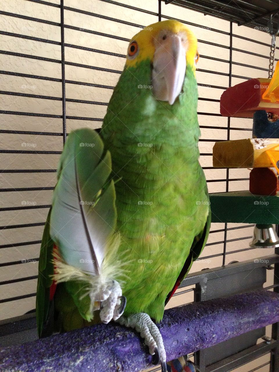 A big Green Parrot salute.