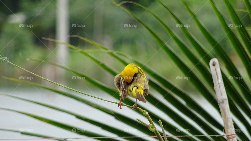 Oriole bird, bird. Oriole bird in the nature and nest