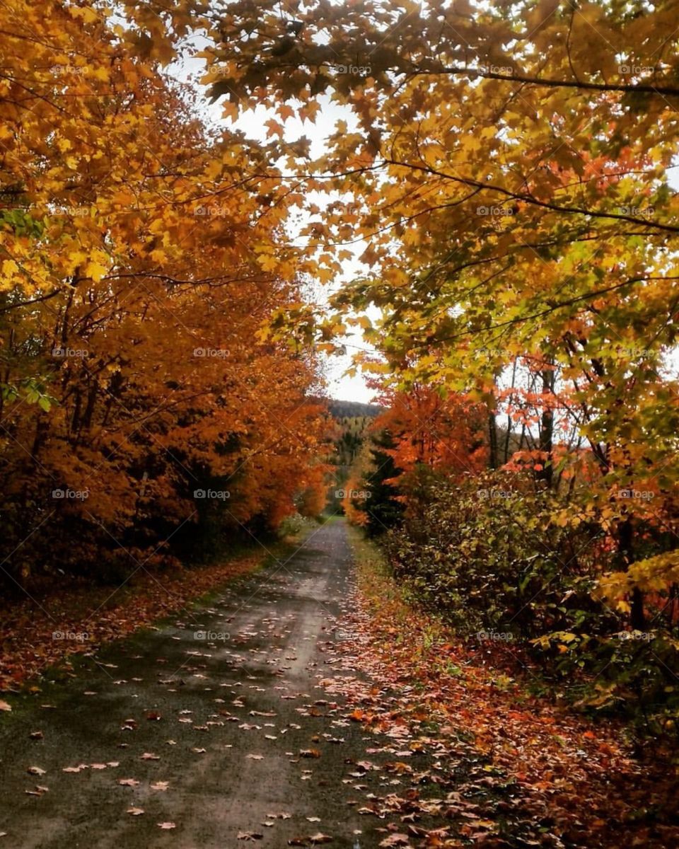 Fall trails 