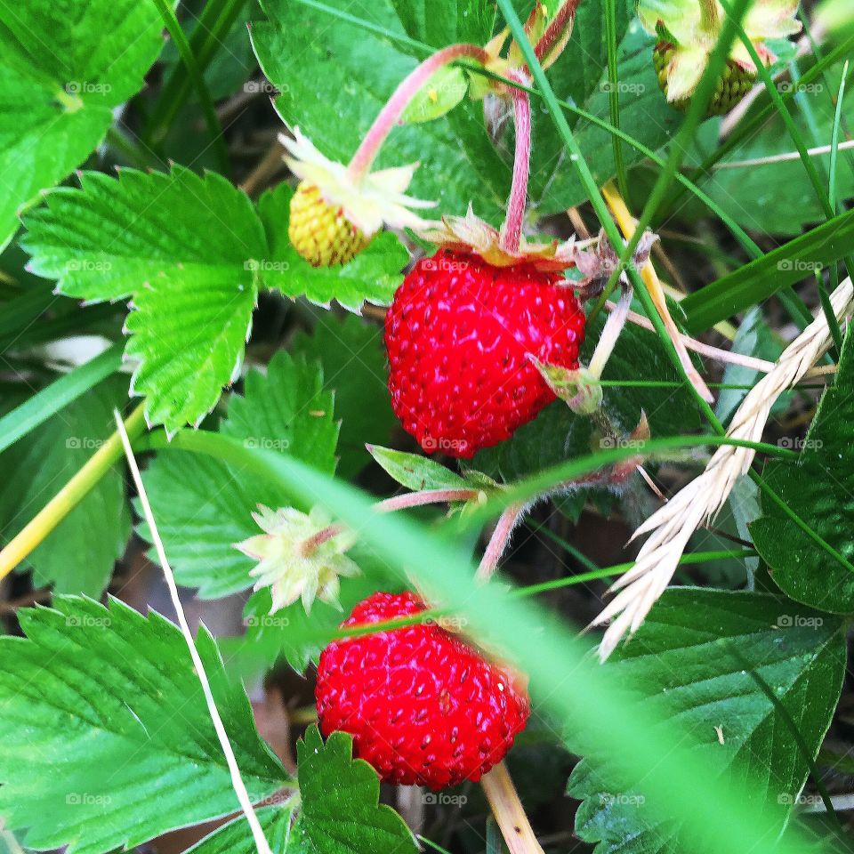 Wild Strawberry
