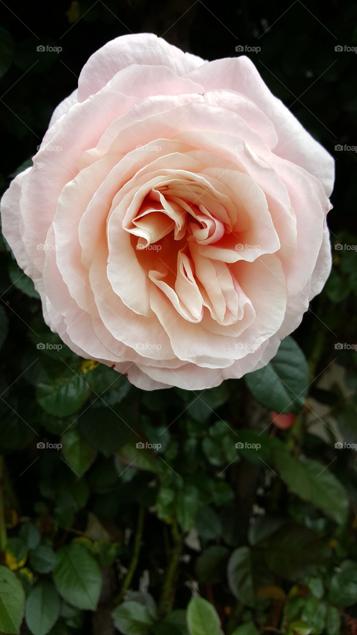pink rose