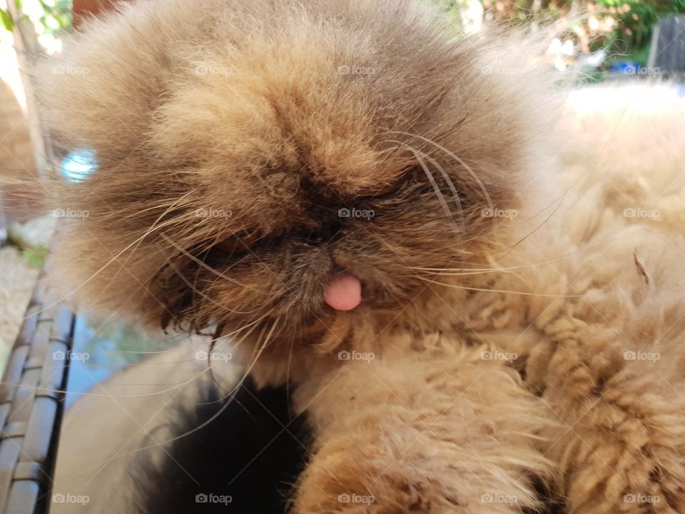 persian cat cleaning with her little tongue
