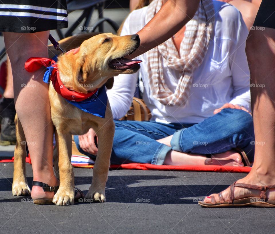 Dog at Fourth of July Parade 