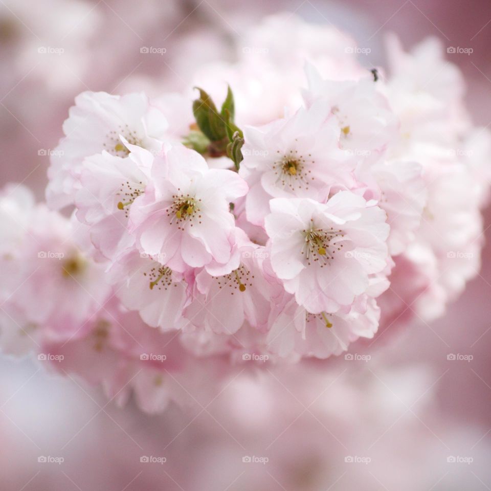 Spring cherry pink blossom on a bokeh background.