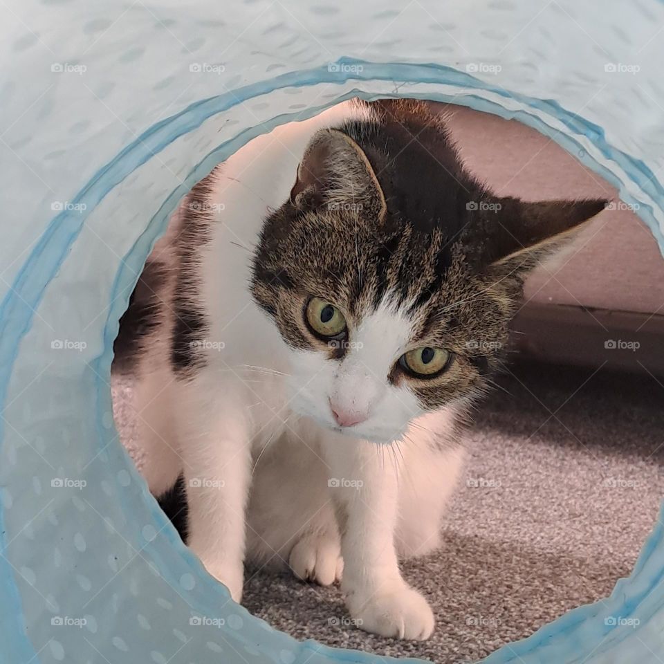 cat looking into tunnel playtime round entrance