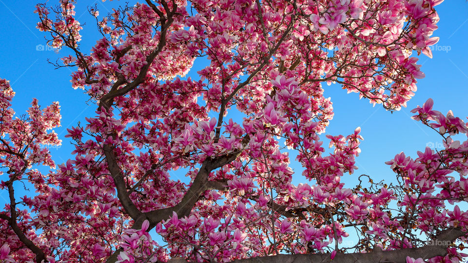 Magnolia in Bloom