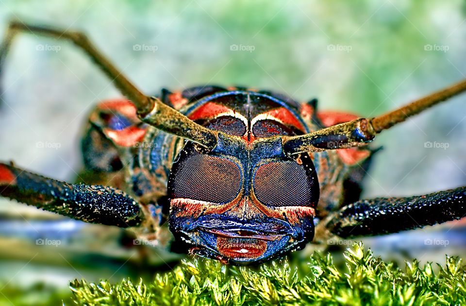 Macro shot of a colourful beetle on a bed of moss.