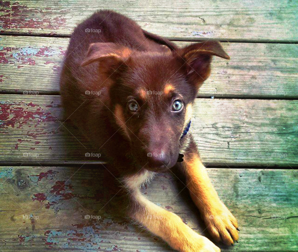 Those puppy dog eyes