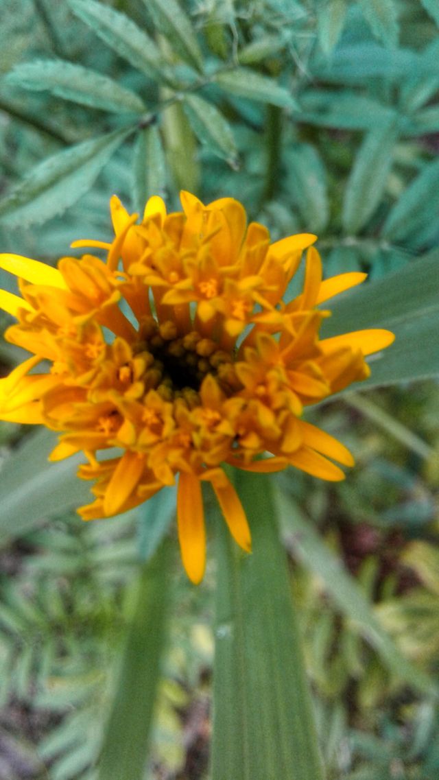 yellow flower