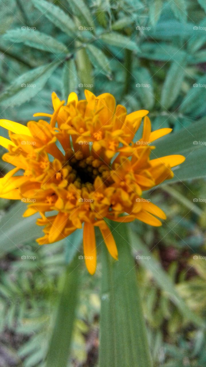yellow flower