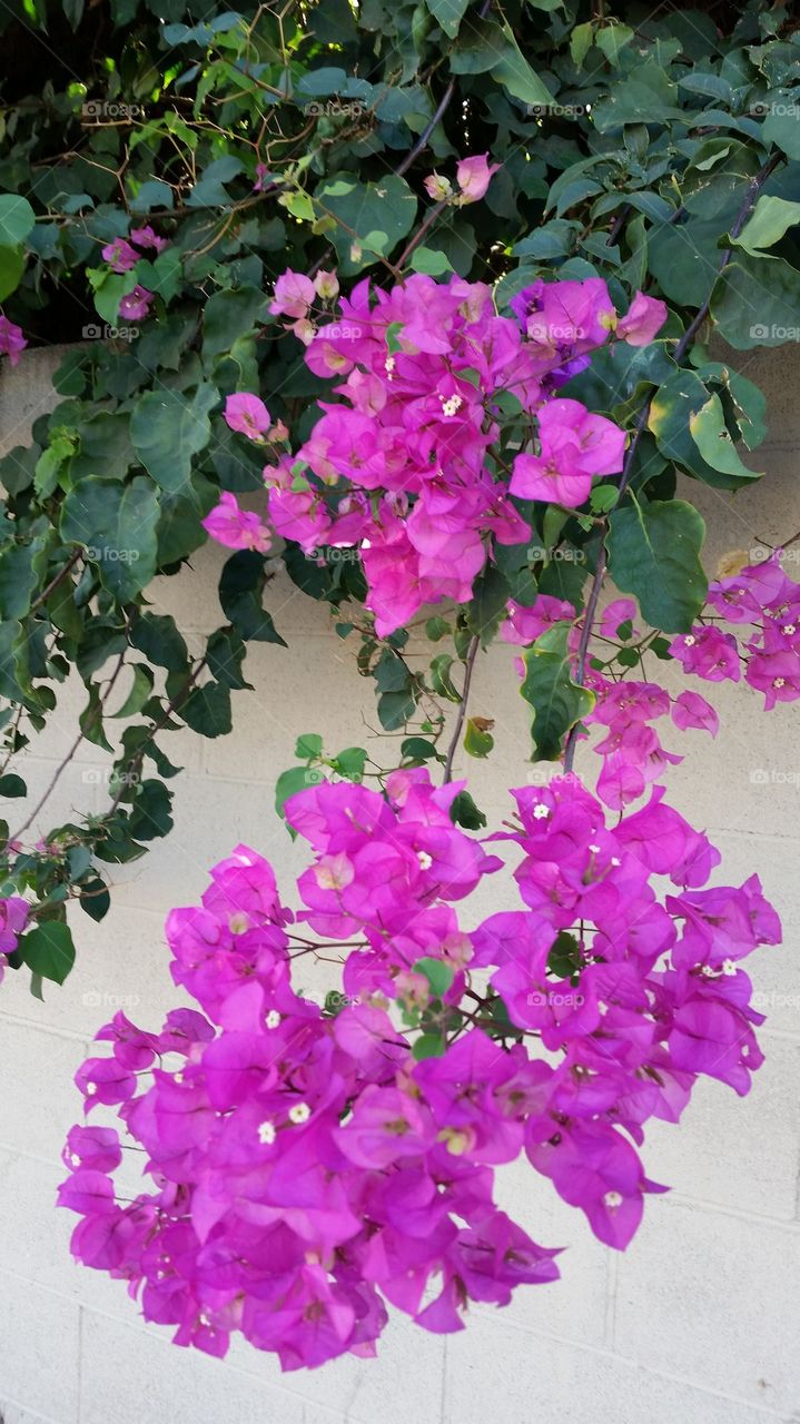 Bougainvillea Blooms