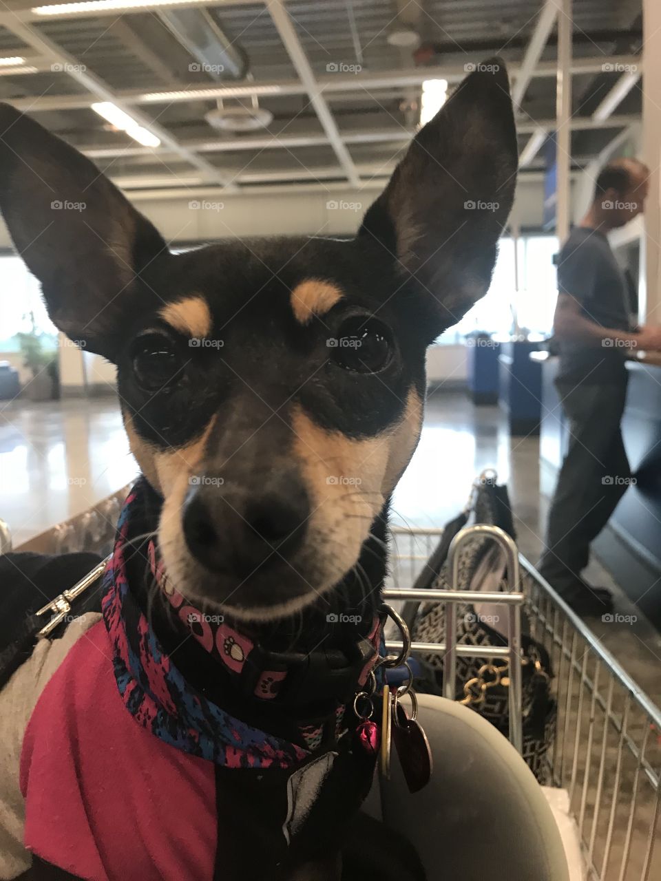 Dog, Portrait, Mammal, Pet, One