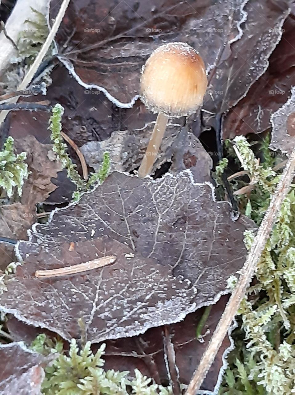 mushroom