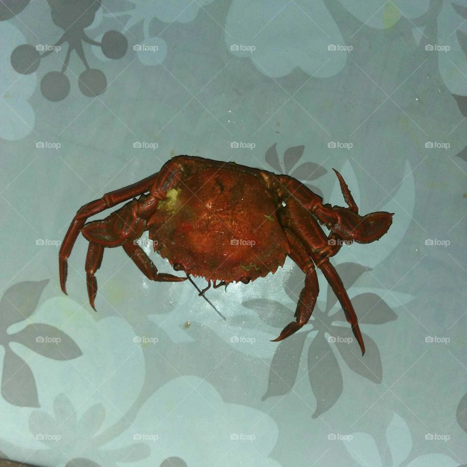 Crab